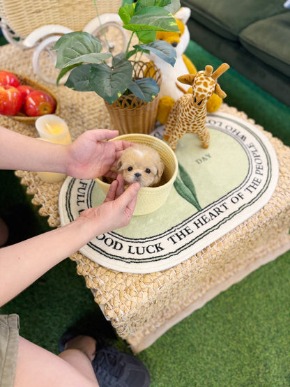 Maltipoo - Roma(Male) - Beautiful puppy teacup puppy with adorable features available for adoption from Velydog