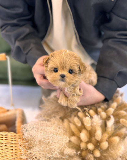 Maltipoo - Rose(Female) - Beautiful puppy teacup puppy with adorable features available for adoption from Velydog