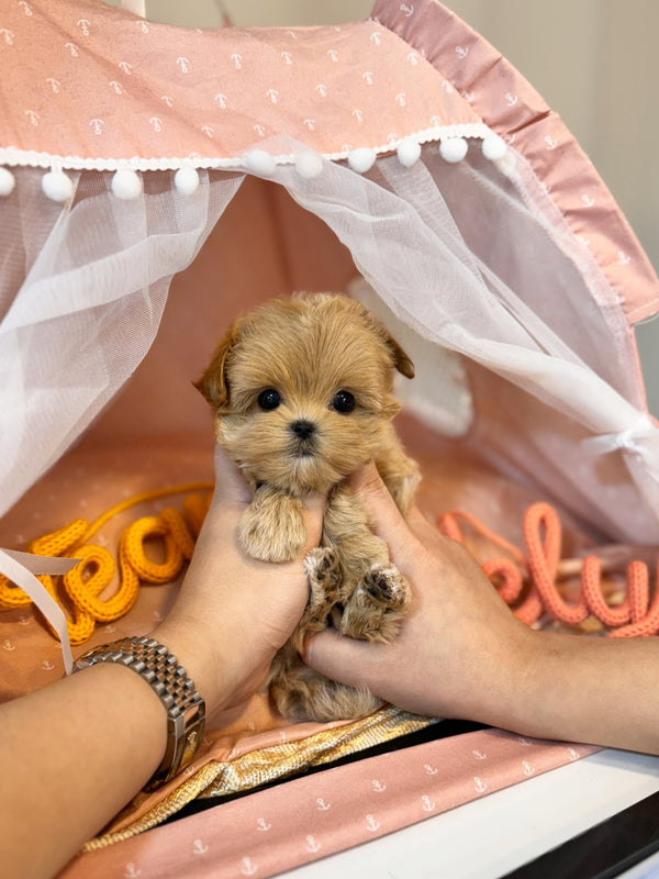 Maltipoo - Rose(Female) - Beautiful puppy teacup puppy with adorable features available for adoption from Velydog