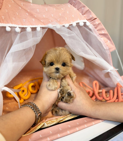 Maltipoo - Rose(Female) - Beautiful puppy teacup puppy with adorable features available for adoption from Velydog