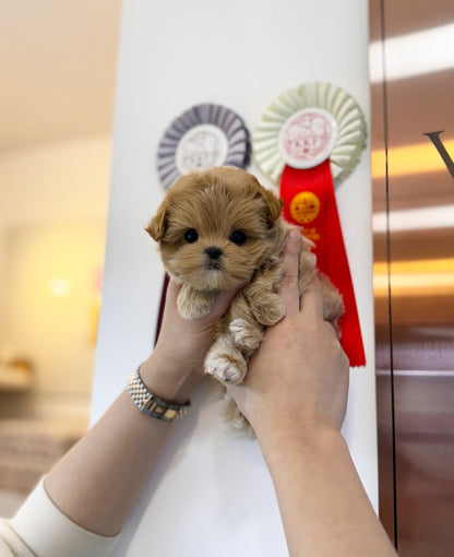 Maltipoo - Rose(Female) - Beautiful puppy teacup puppy with adorable features available for adoption from Velydog