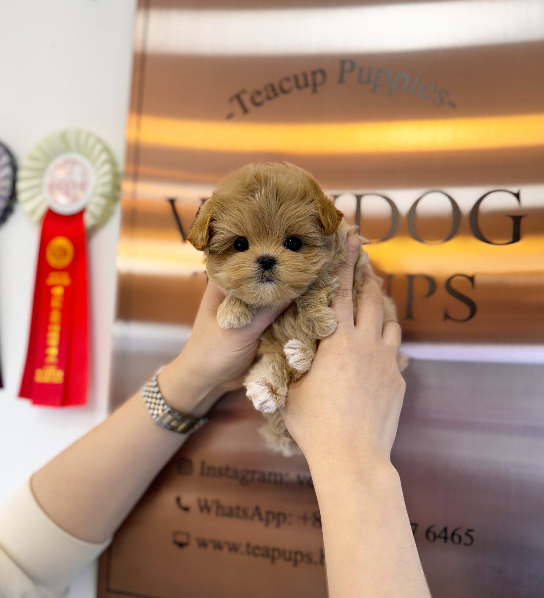 Maltipoo - Rose(Female) - Beautiful puppy teacup puppy with adorable features available for adoption from Velydog