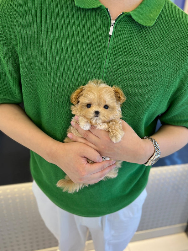Maltipoo - Royal(Male) - Beautiful puppy teacup puppy with adorable features available for adoption from Velydog