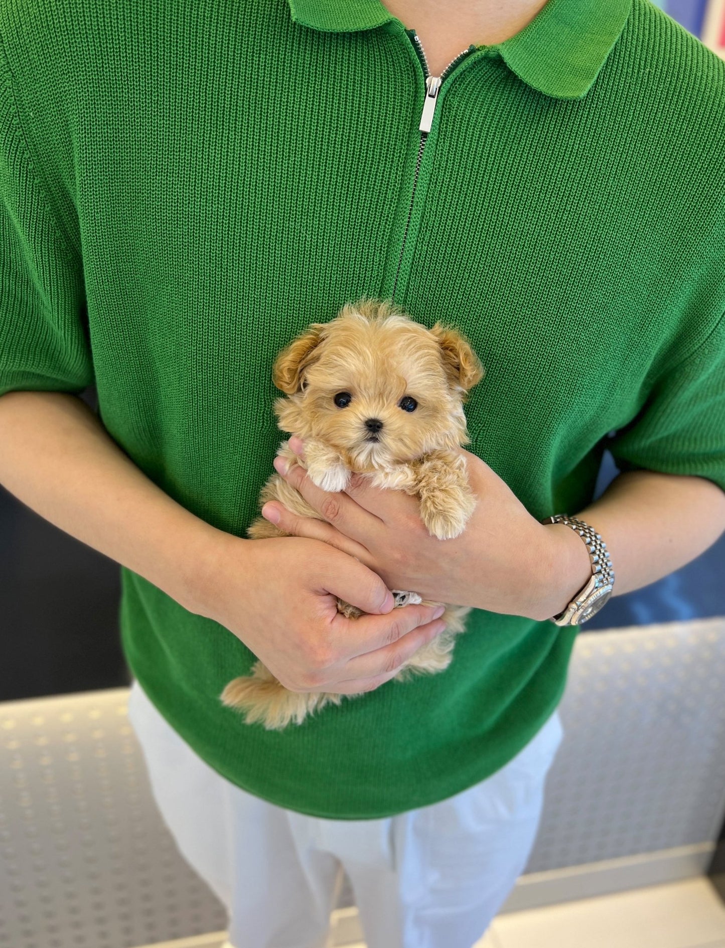 Maltipoo - Royal(Male) - Beautiful puppy teacup puppy with adorable features available for adoption from Velydog