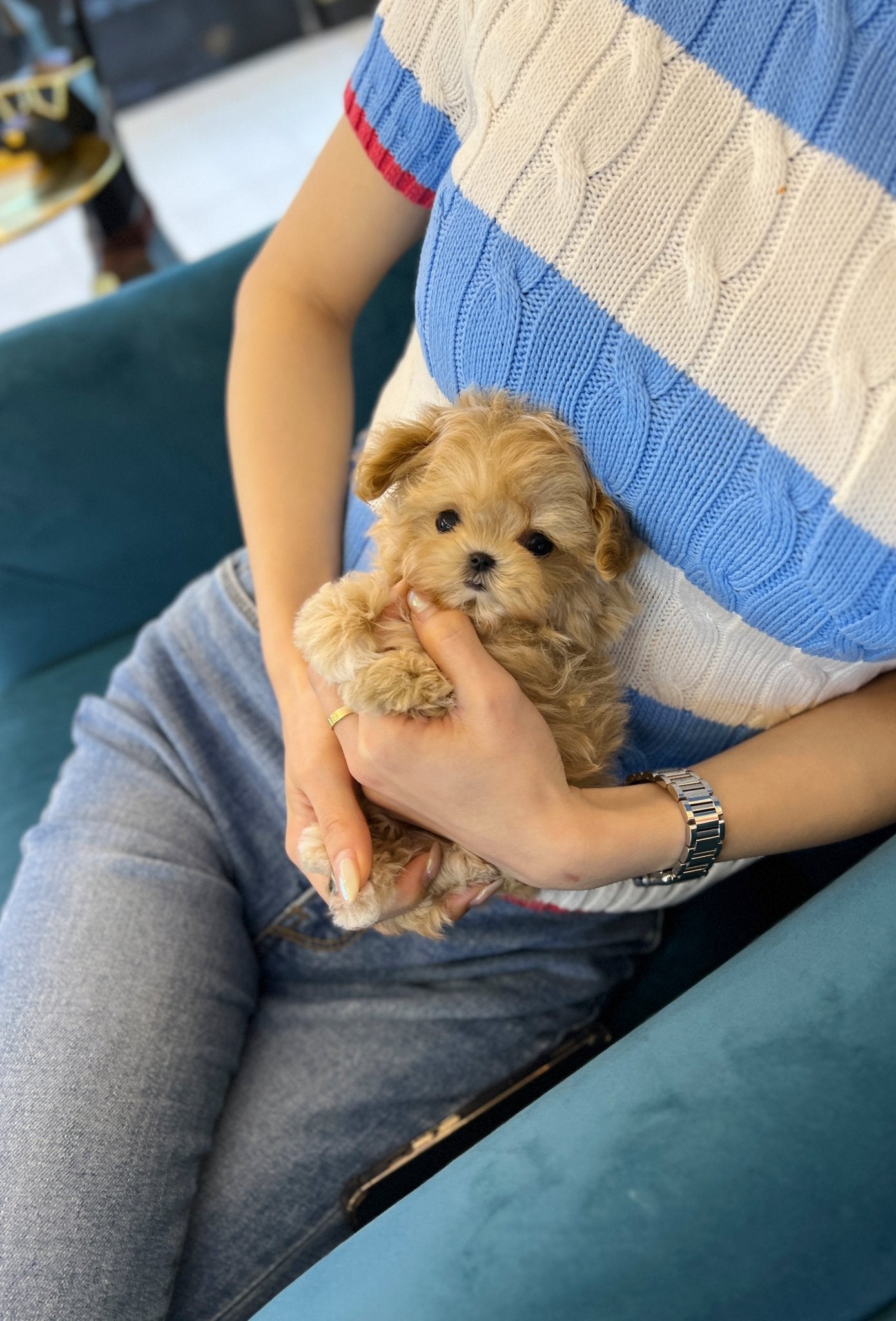 Maltipoo - Royal(Male) - Beautiful puppy teacup puppy with adorable features available for adoption from Velydog