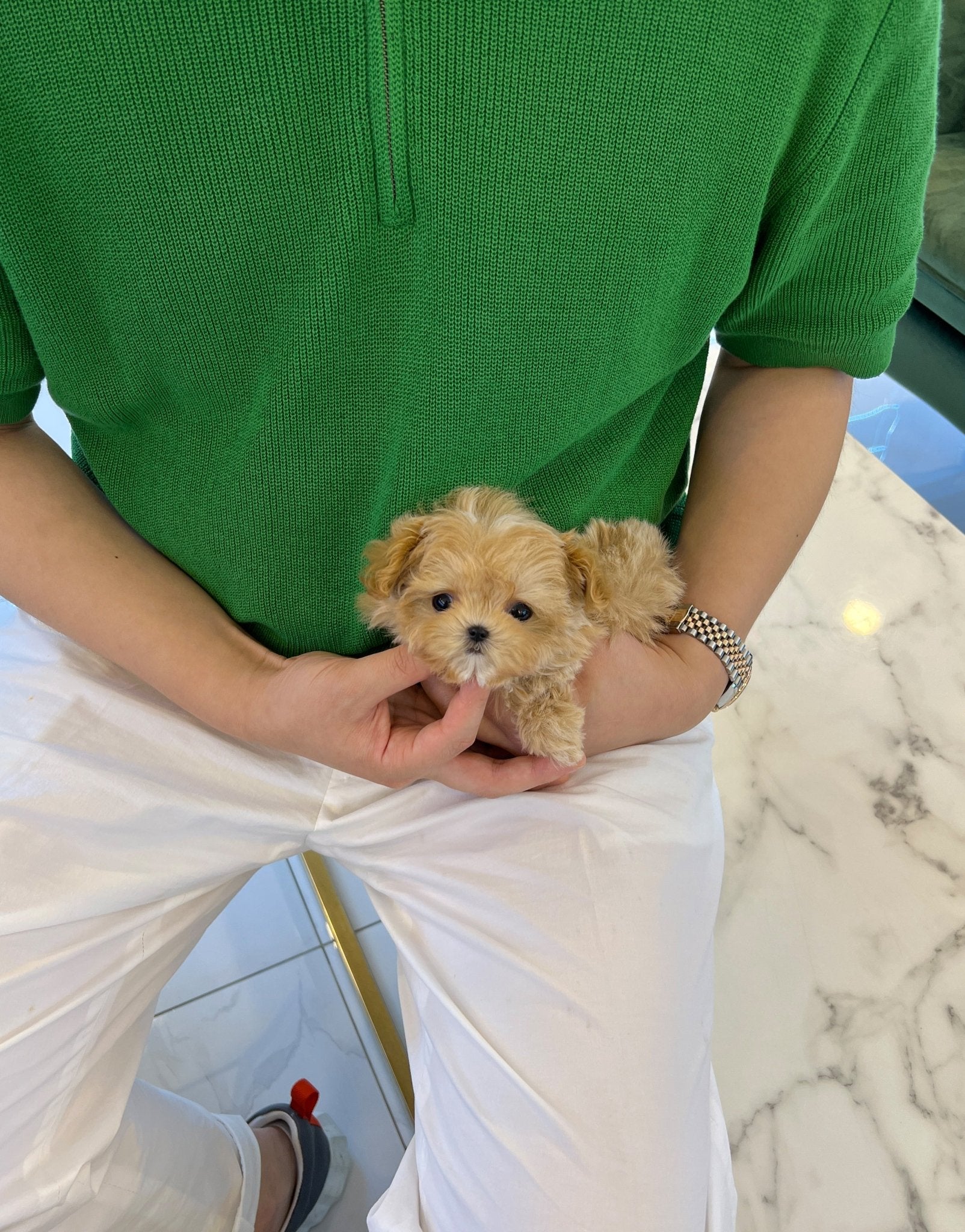 Maltipoo - Royal(Male) - Beautiful puppy teacup puppy with adorable features available for adoption from Velydog