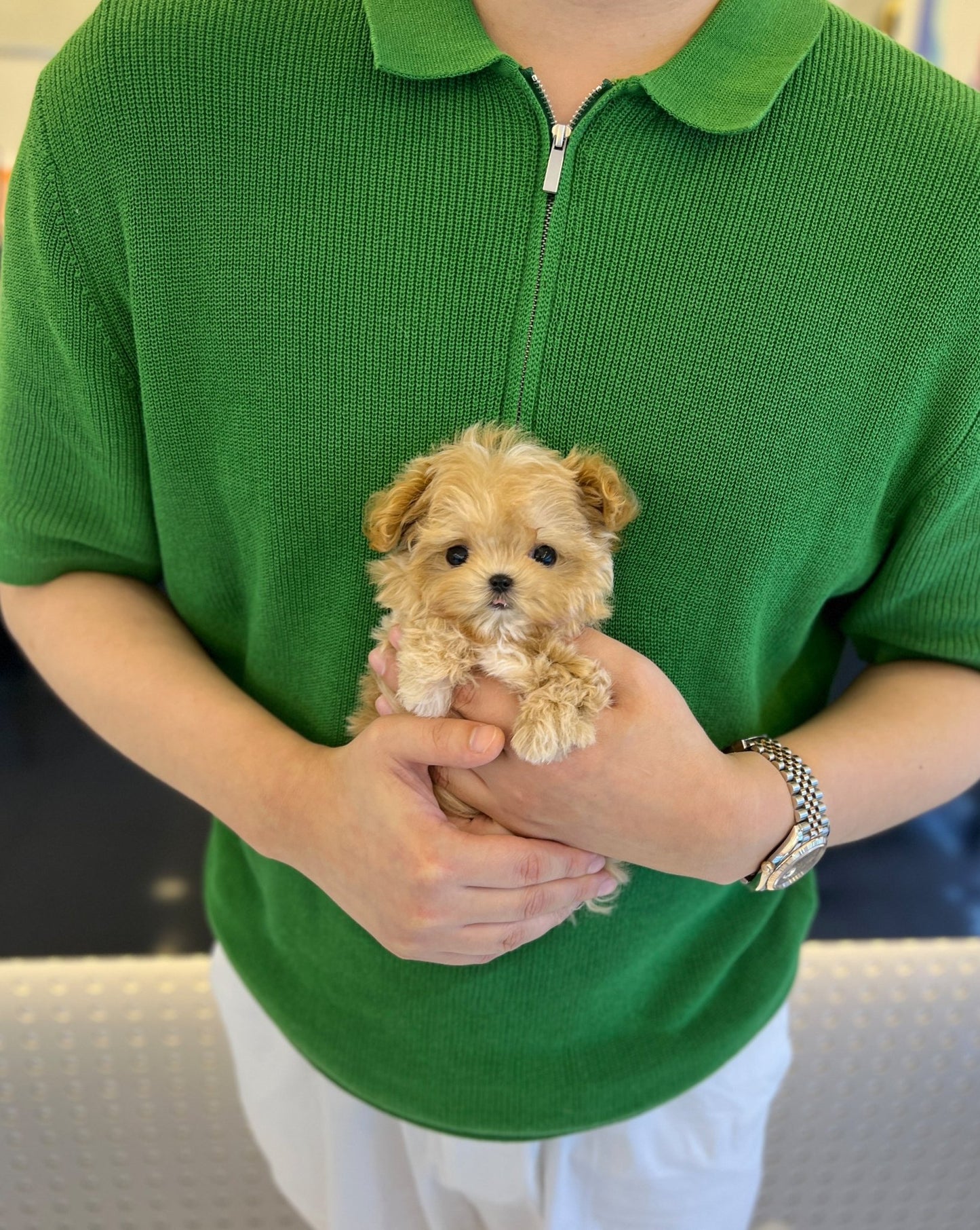 Maltipoo - Royal(Male) - Beautiful puppy teacup puppy with adorable features available for adoption from Velydog