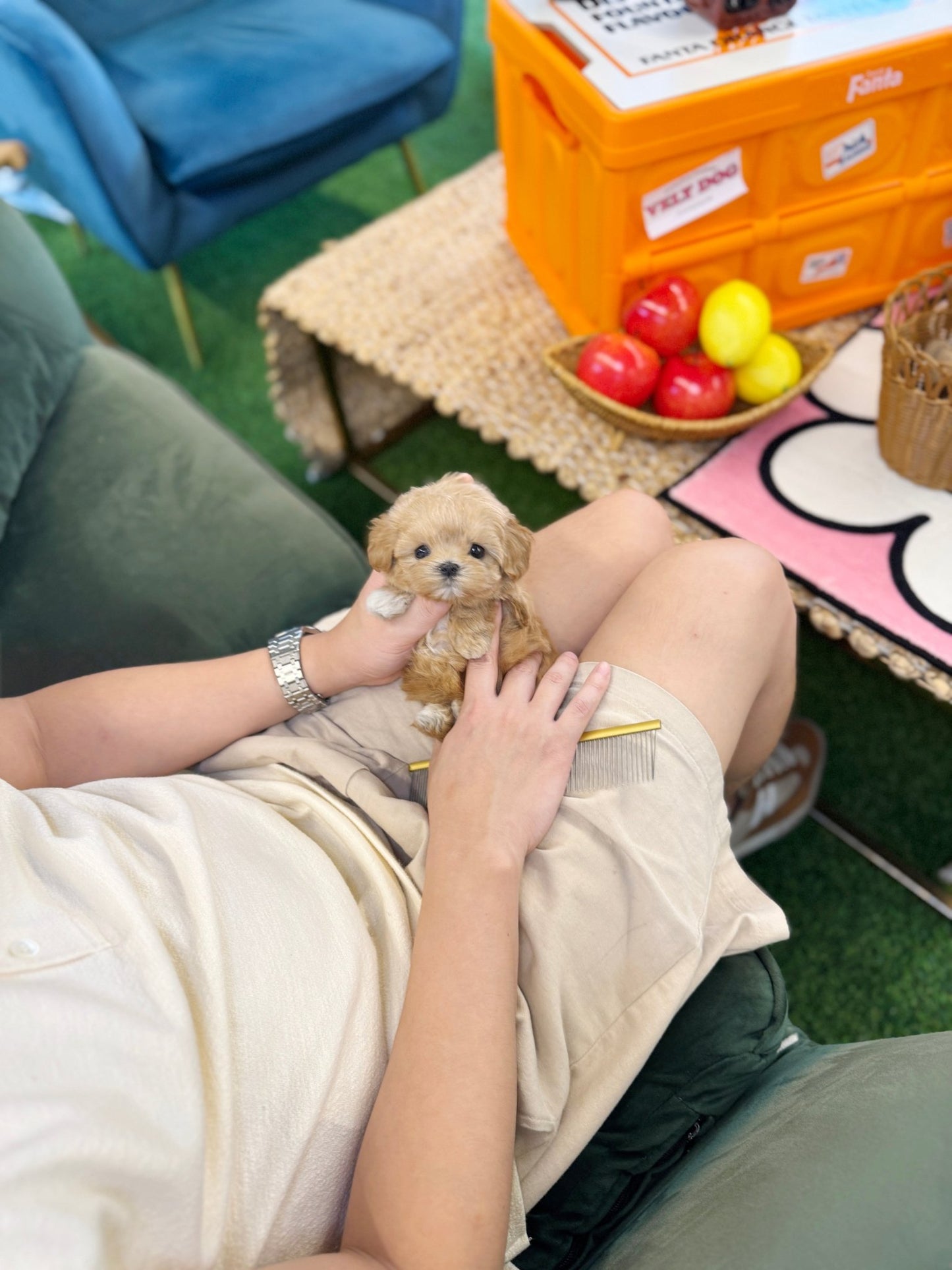 Maltipoo - Royche(Female) - Beautiful puppy teacup puppy with adorable features available for adoption from Velydog