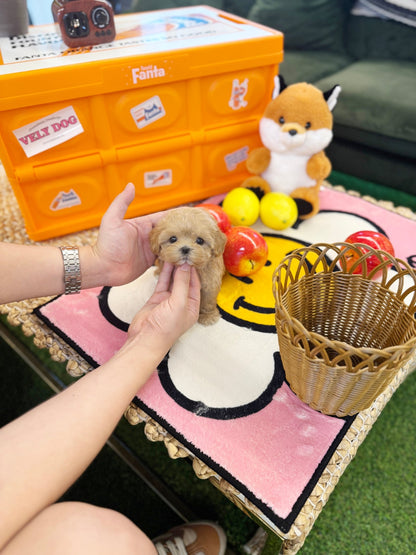 Maltipoo - Royche(Female) - Beautiful puppy teacup puppy with adorable features available for adoption from Velydog
