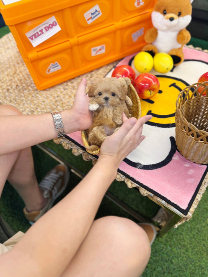 Maltipoo - Royche(Female) - Beautiful puppy teacup puppy with adorable features available for adoption from Velydog