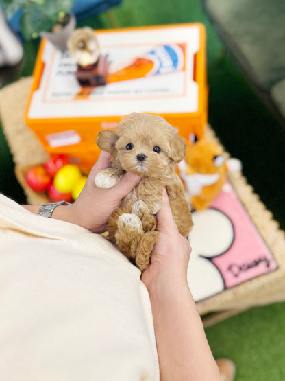 Maltipoo - Royche(Female) - Beautiful puppy teacup puppy with adorable features available for adoption from Velydog