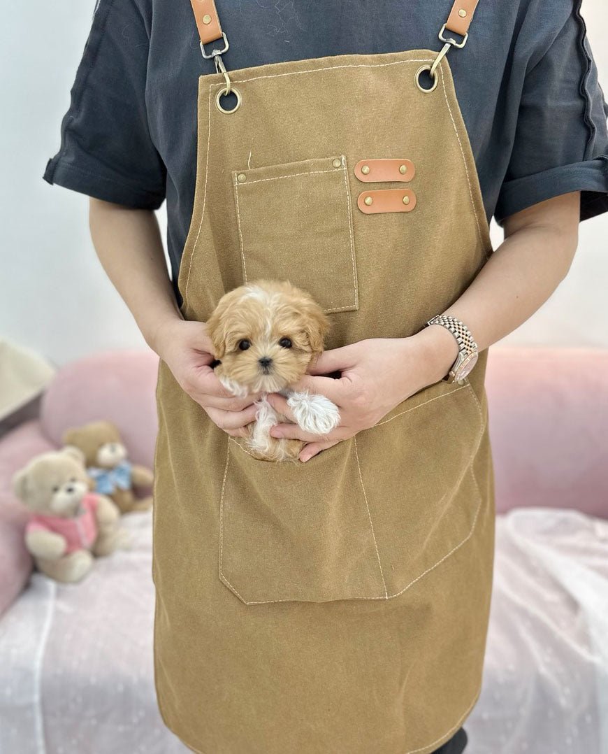 Maltipoo - Rudy(Male) - Beautiful puppy teacup puppy with adorable features available for adoption from Velydog