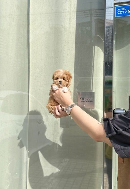 Maltipoo - Rudy(Male) - Beautiful puppy teacup puppy with adorable features available for adoption from Velydog