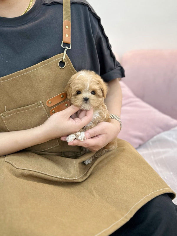 Maltipoo - Rudy(Male) - Beautiful puppy teacup puppy with adorable features available for adoption from Velydog