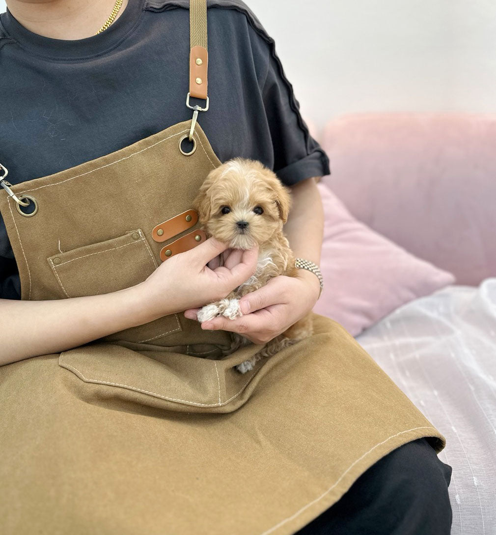 Maltipoo - Rudy(Male) - Beautiful puppy teacup puppy with adorable features available for adoption from Velydog