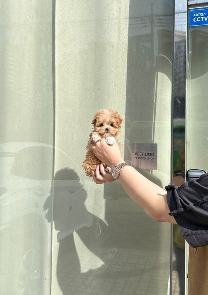 Maltipoo - Rudy(Male) - Beautiful puppy teacup puppy with adorable features available for adoption from Velydog