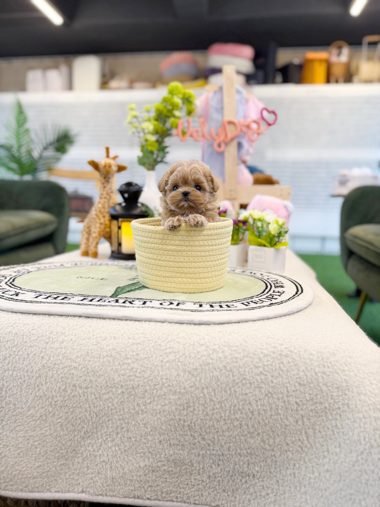 Maltipoo - Sadie(Female) - Beautiful puppy teacup puppy with adorable features available for adoption from Velydog