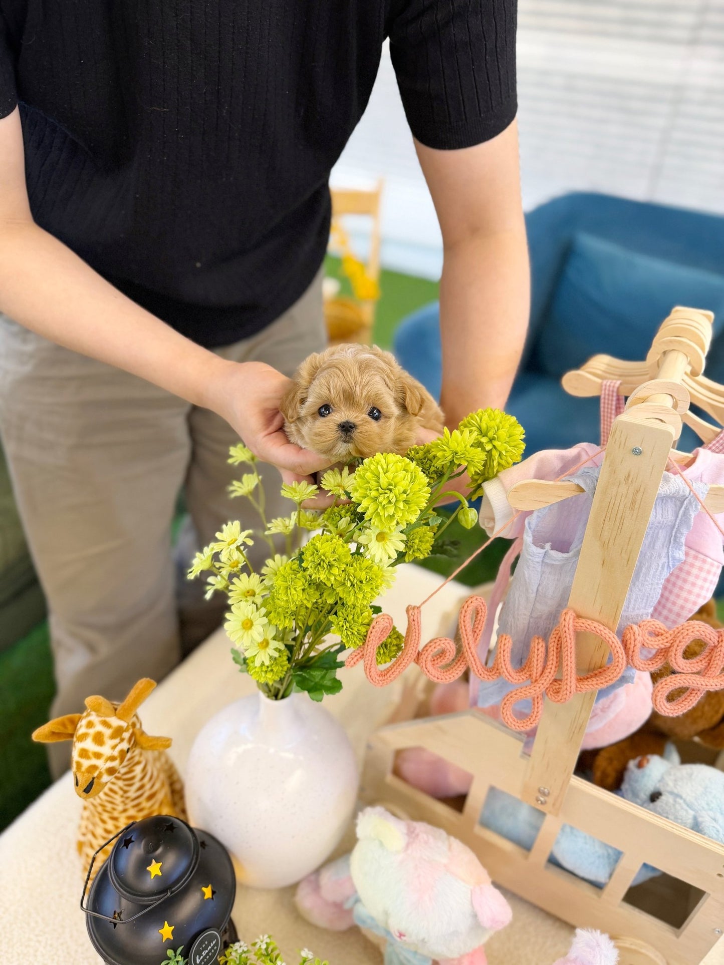 Maltipoo - Sadie(Female) - Beautiful puppy teacup puppy with adorable features available for adoption from Velydog