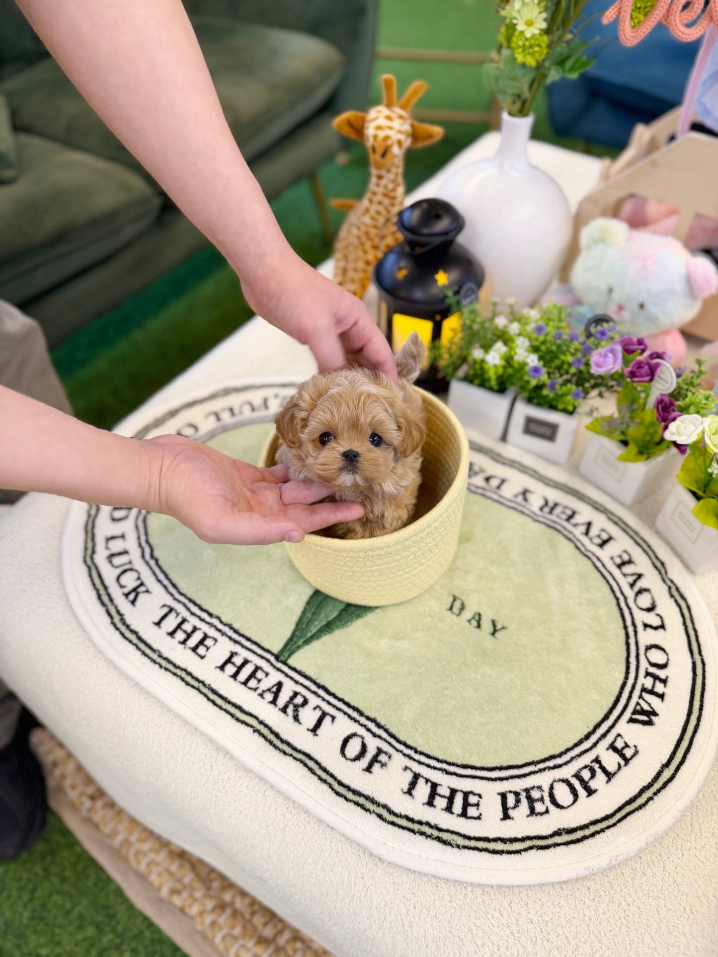 Maltipoo - Sadie(Female) - Beautiful puppy teacup puppy with adorable features available for adoption from Velydog
