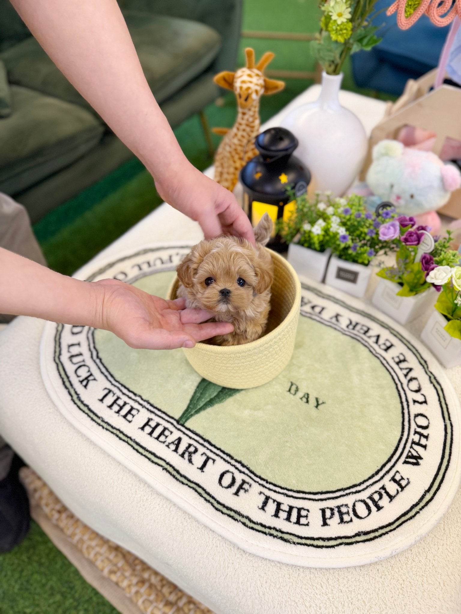 Maltipoo - Sadie(Female) - Beautiful puppy teacup puppy with adorable features available for adoption from Velydog