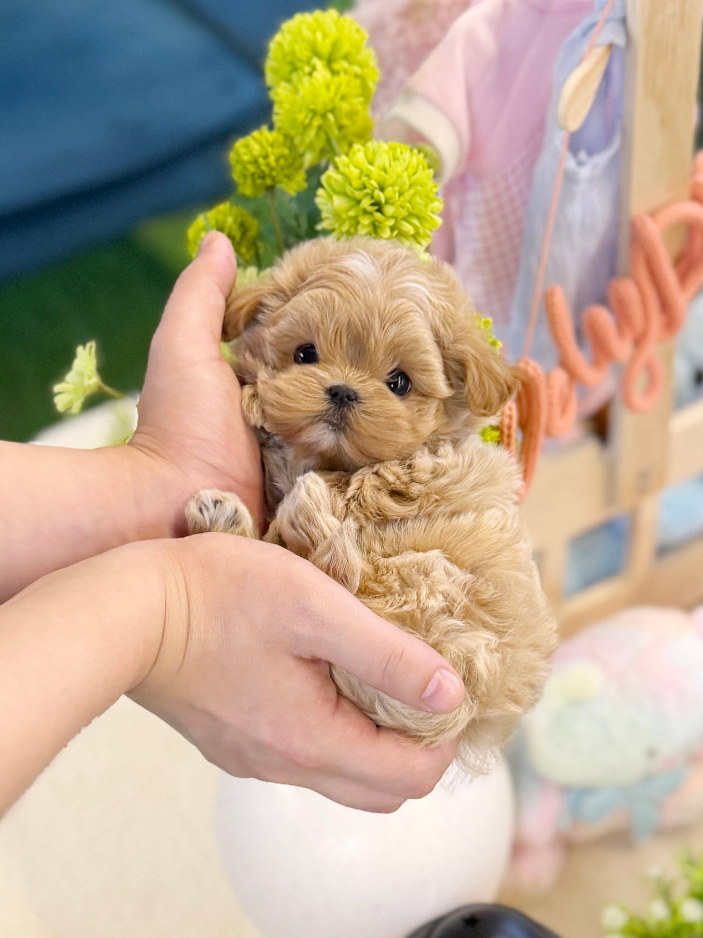 Maltipoo - Sadie(Female) - Beautiful puppy teacup puppy with adorable features available for adoption from Velydog