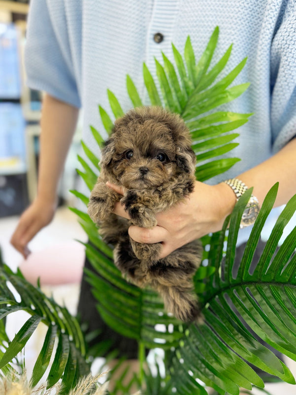 Maltipoo - Samantha(Female) - Beautiful puppy teacup puppy with adorable features available for adoption from Velydog