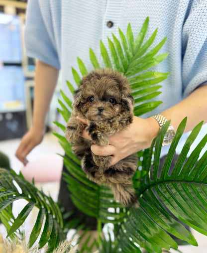 Maltipoo - Samantha(Female) - Beautiful puppy teacup puppy with adorable features available for adoption from Velydog