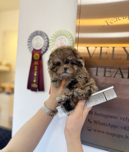 Maltipoo - Samantha(Female) - Beautiful puppy teacup puppy with adorable features available for adoption from Velydog