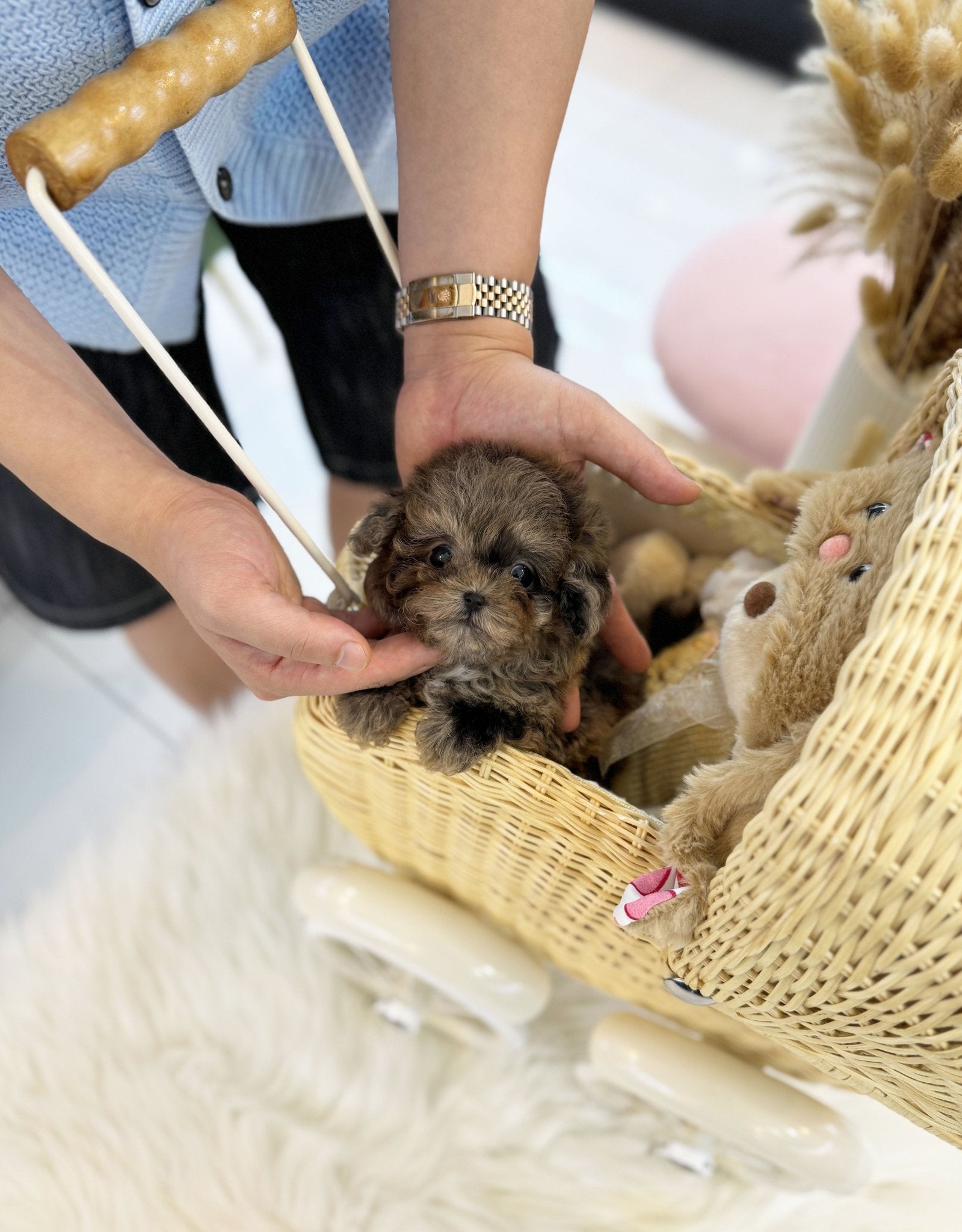 Maltipoo - Samantha(Female) - Beautiful puppy teacup puppy with adorable features available for adoption from Velydog