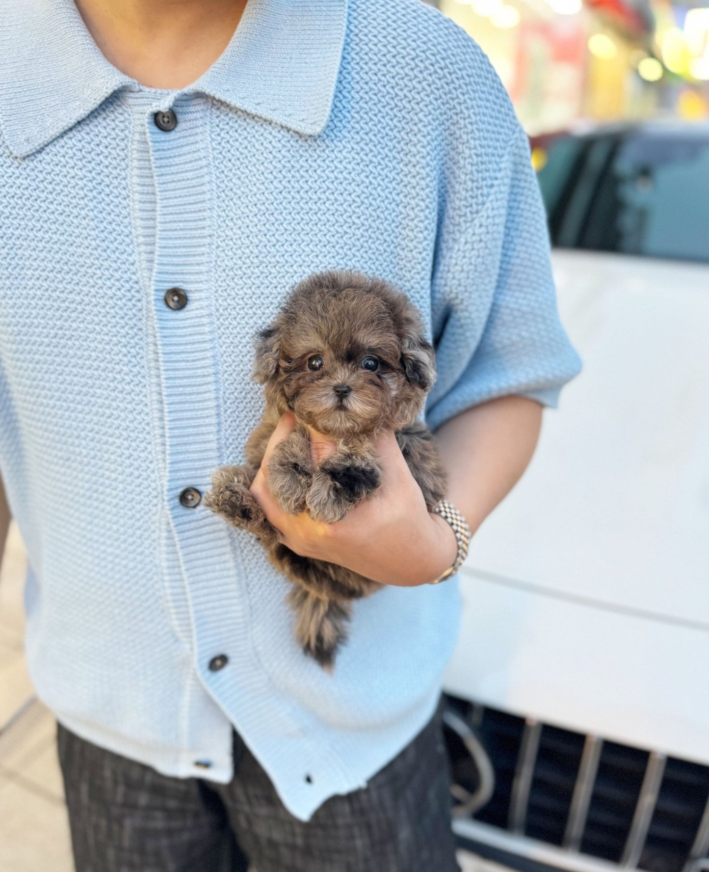 Maltipoo - Samantha(Female) - Beautiful puppy teacup puppy with adorable features available for adoption from Velydog