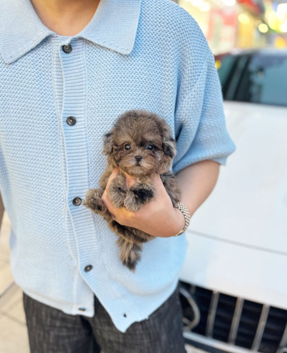 Maltipoo - Samantha(Female) - Beautiful puppy teacup puppy with adorable features available for adoption from Velydog