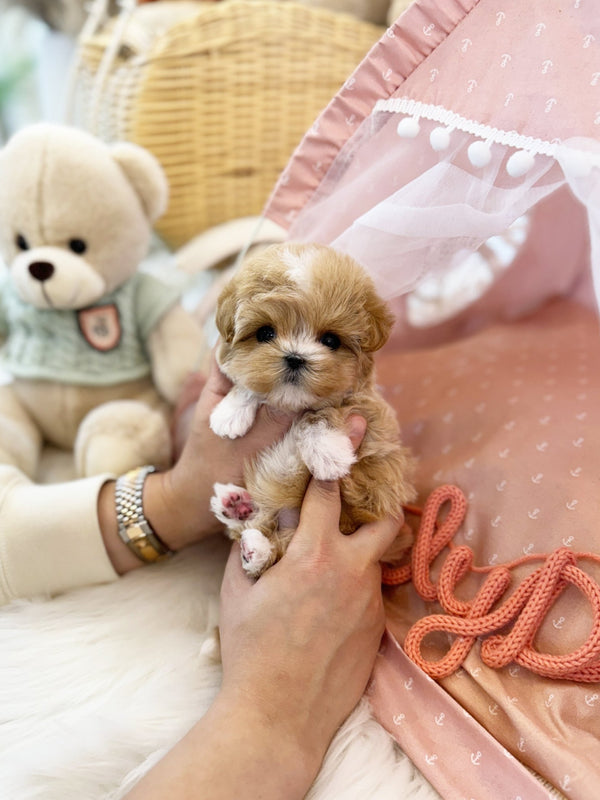Maltipoo - Sammy(Female) - Beautiful puppy teacup puppy with adorable features available for adoption from Velydog