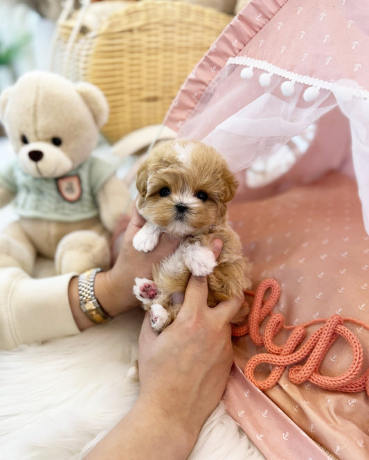 Maltipoo - Sammy(Female) - Beautiful puppy teacup puppy with adorable features available for adoption from Velydog