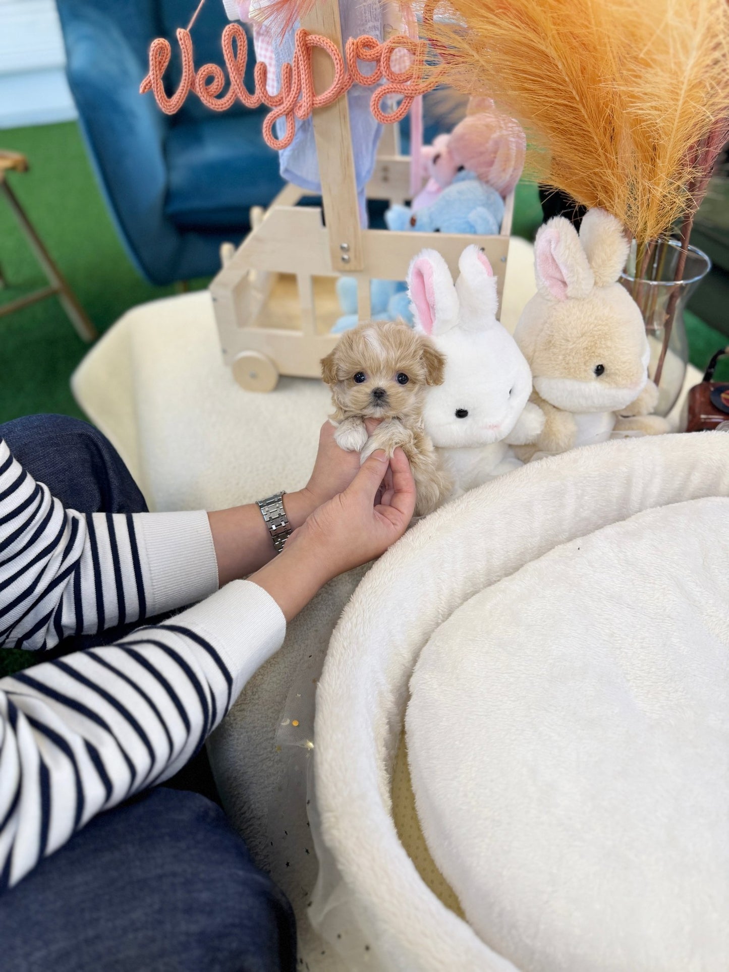 Maltipoo - Sammy(Female) - Beautiful puppy teacup puppy with adorable features available for adoption from Velydog