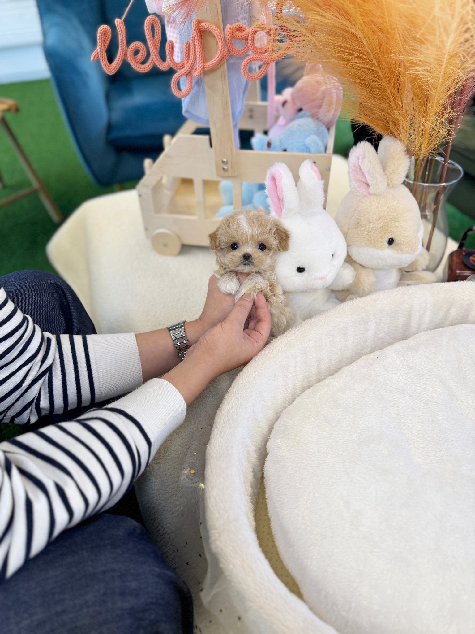 Maltipoo - Sammy(Female) - Beautiful puppy teacup puppy with adorable features available for adoption from Velydog