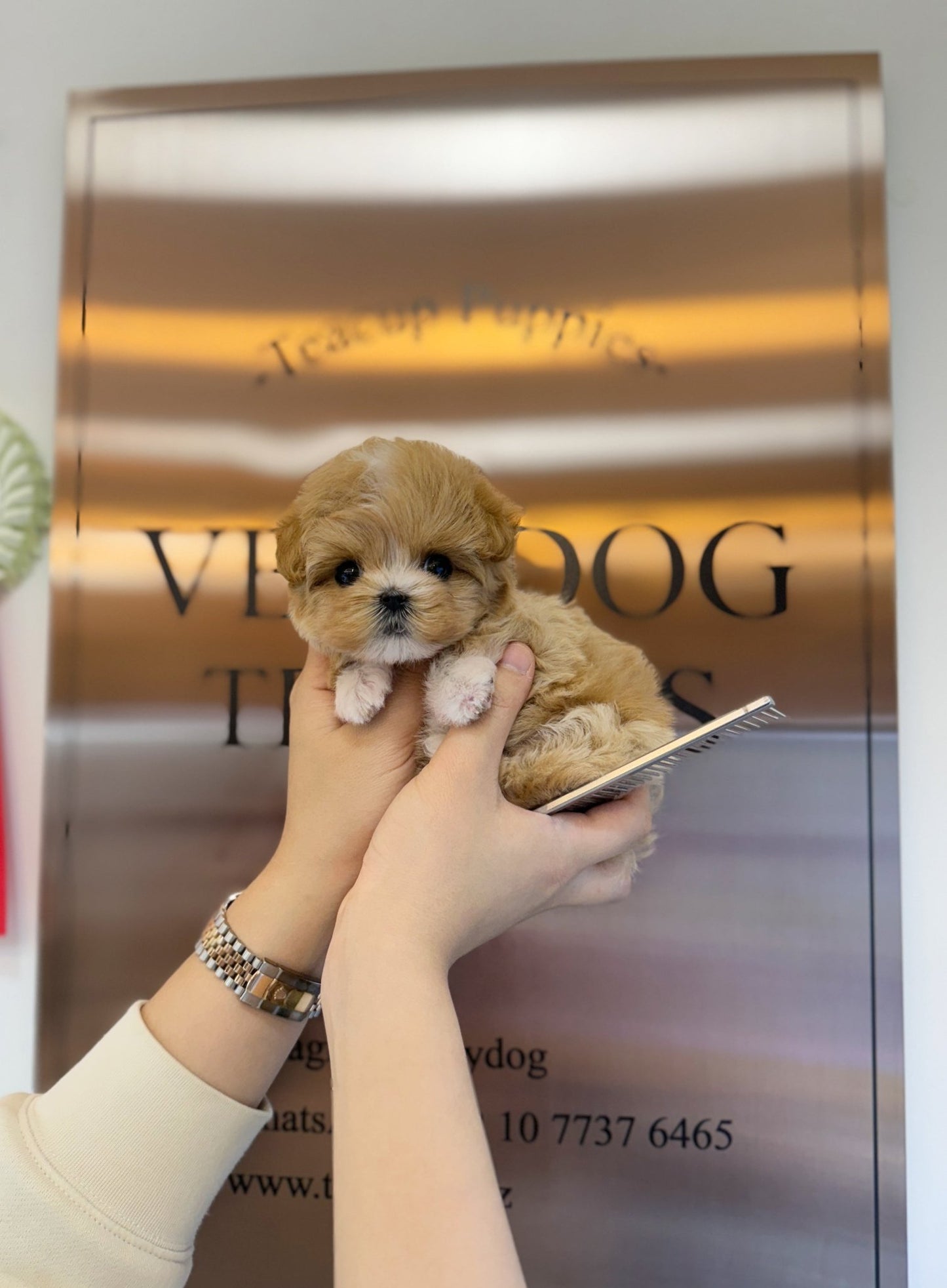 Maltipoo - Sammy(Female) - Beautiful puppy teacup puppy with adorable features available for adoption from Velydog