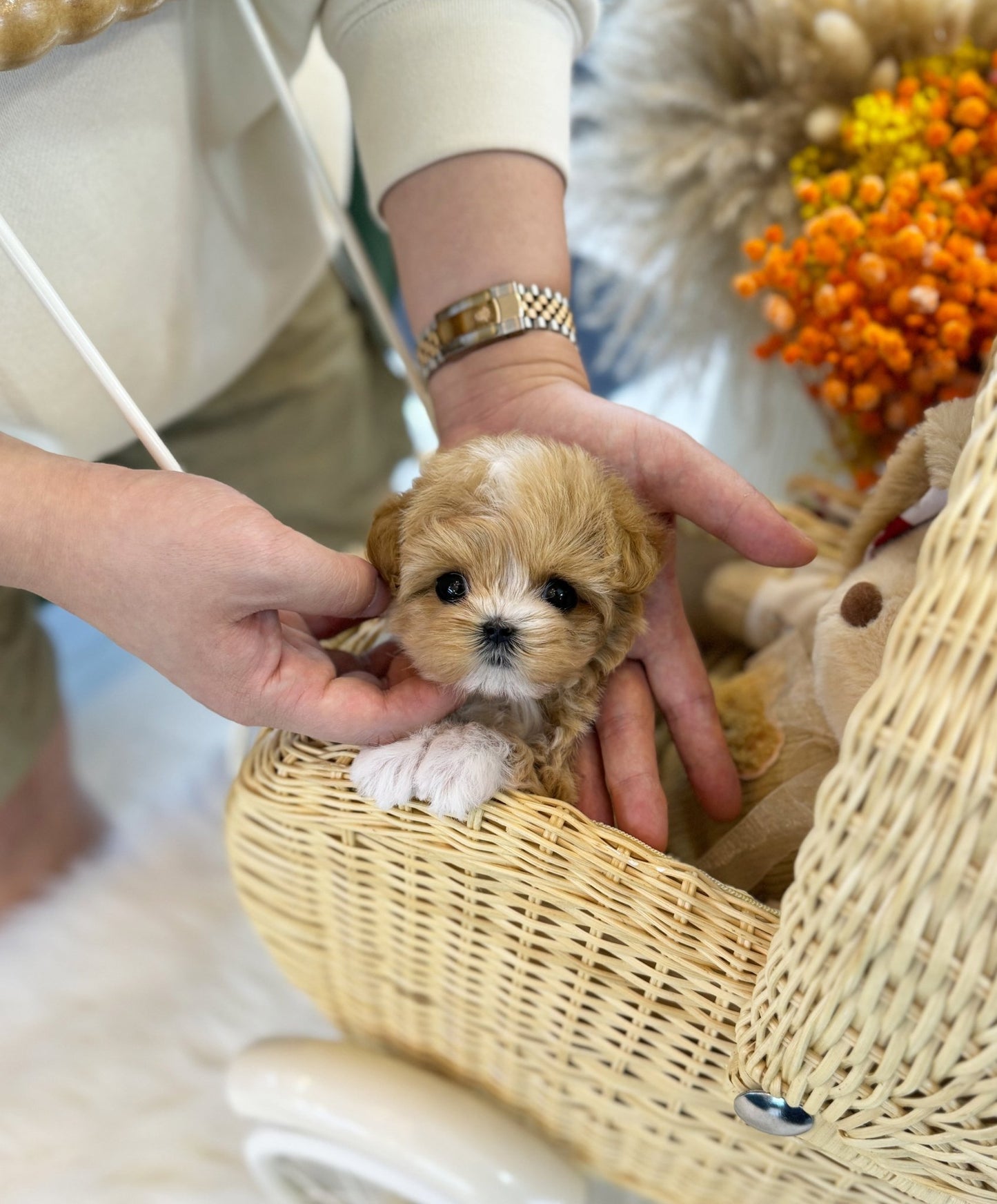 Maltipoo - Sammy(Female) - Beautiful puppy teacup puppy with adorable features available for adoption from Velydog