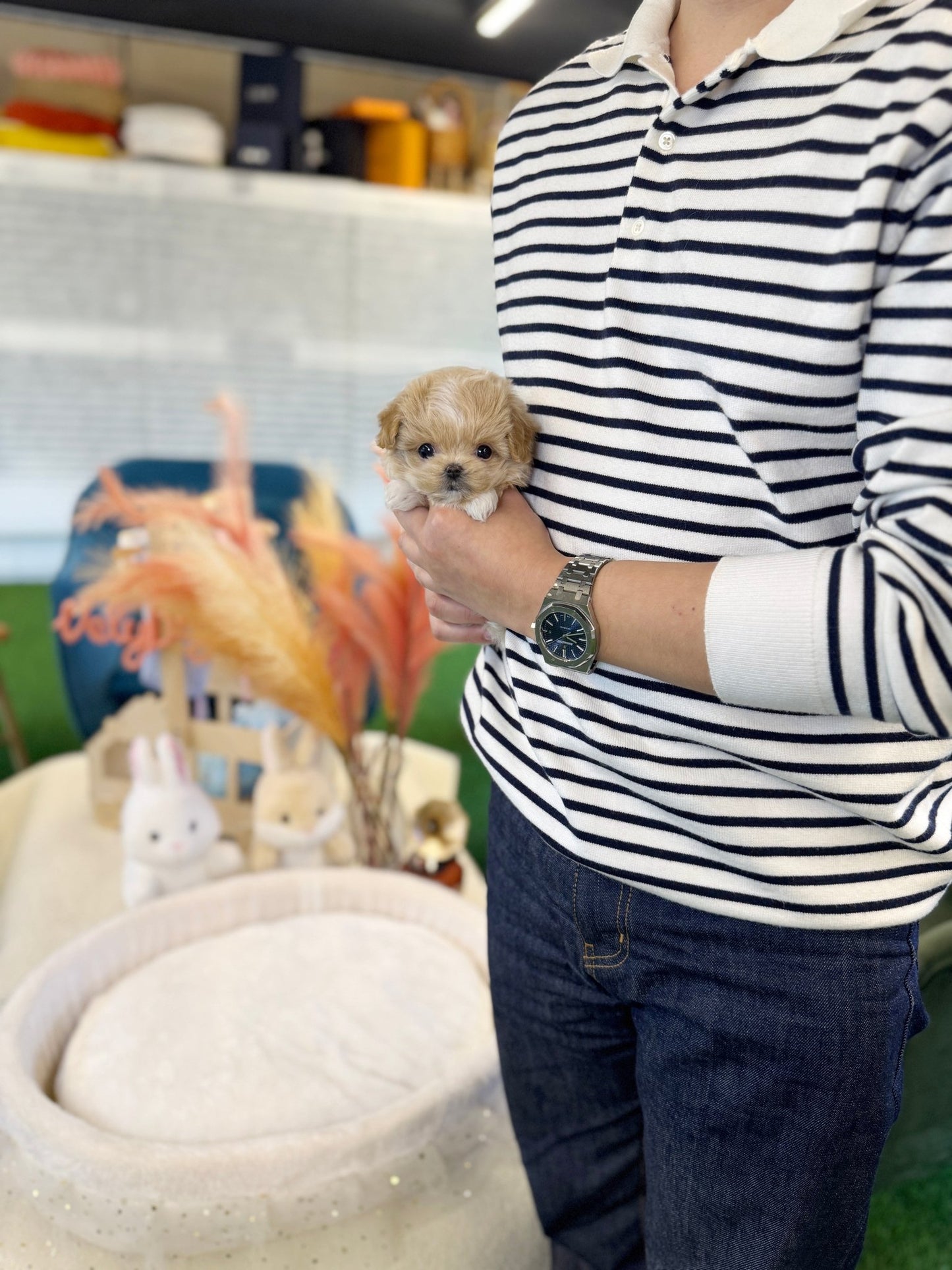 Maltipoo - Sammy(Female) - Beautiful puppy teacup puppy with adorable features available for adoption from Velydog