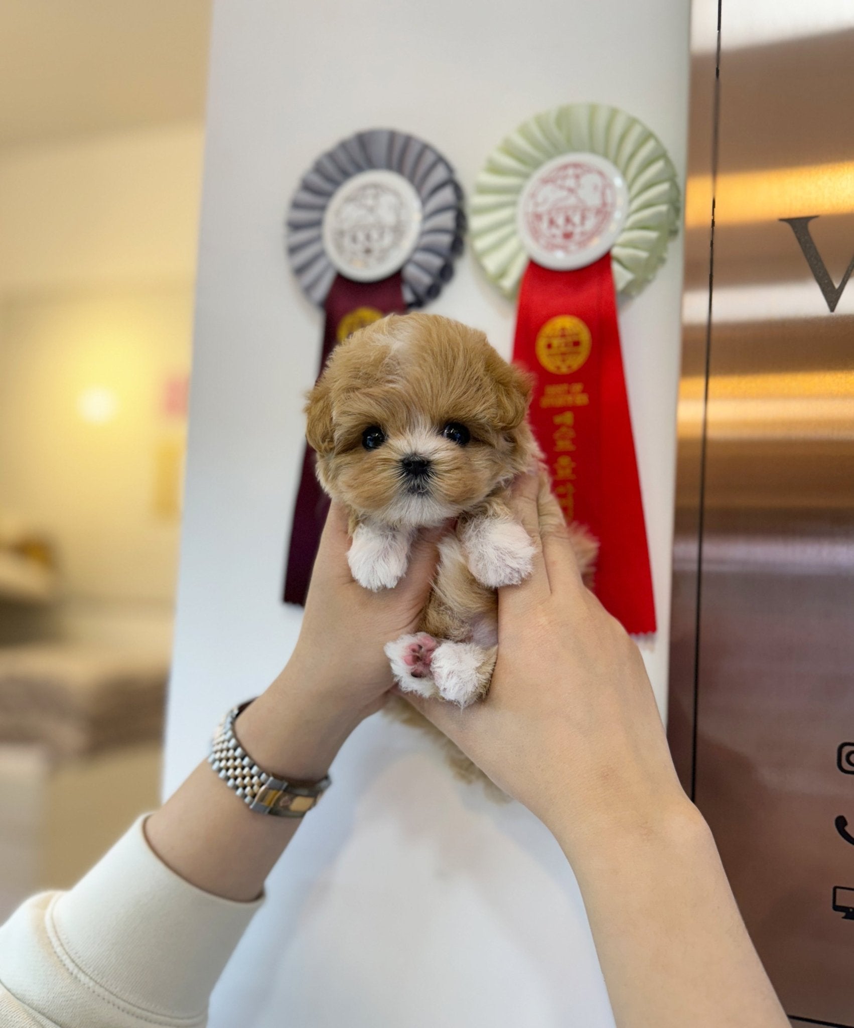 Maltipoo - Sammy(Female) - Beautiful puppy teacup puppy with adorable features available for adoption from Velydog