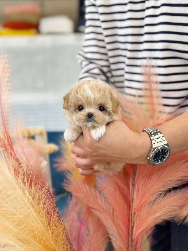 Maltipoo - Sammy(Female) - Beautiful puppy teacup puppy with adorable features available for adoption from Velydog