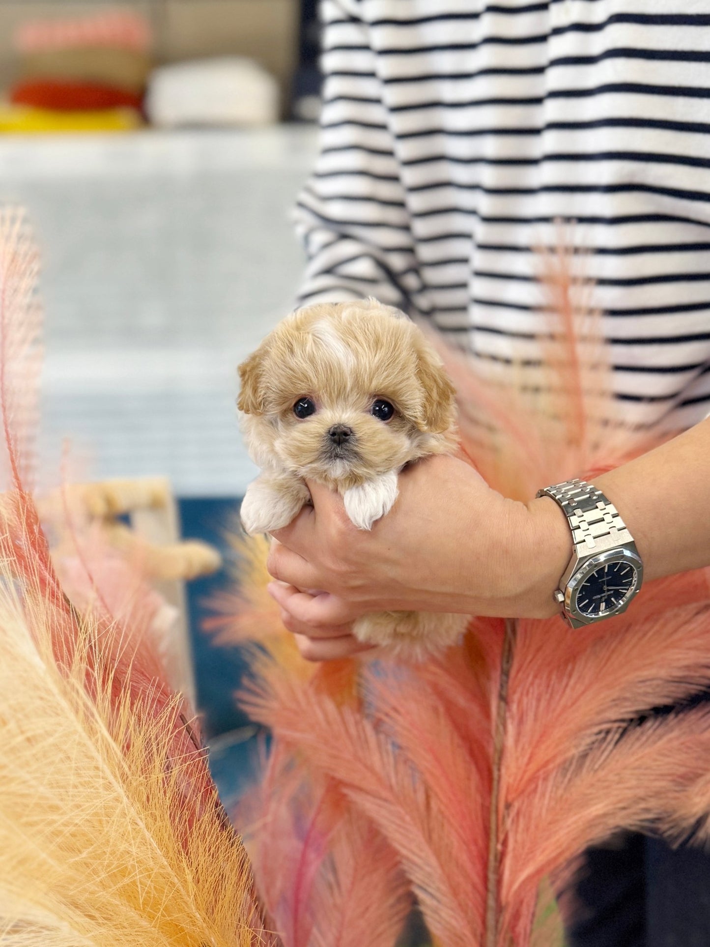 Maltipoo - Sammy(Female) - Beautiful puppy teacup puppy with adorable features available for adoption from Velydog