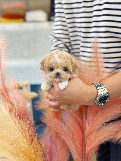 Maltipoo - Sammy(Female) - Beautiful puppy teacup puppy with adorable features available for adoption from Velydog