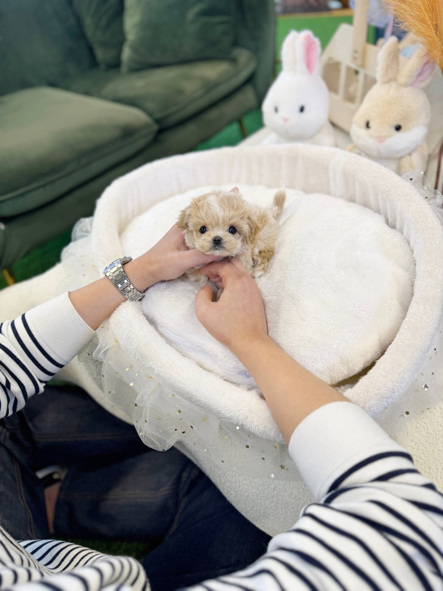 Maltipoo - Sammy(Female) - Beautiful puppy teacup puppy with adorable features available for adoption from Velydog