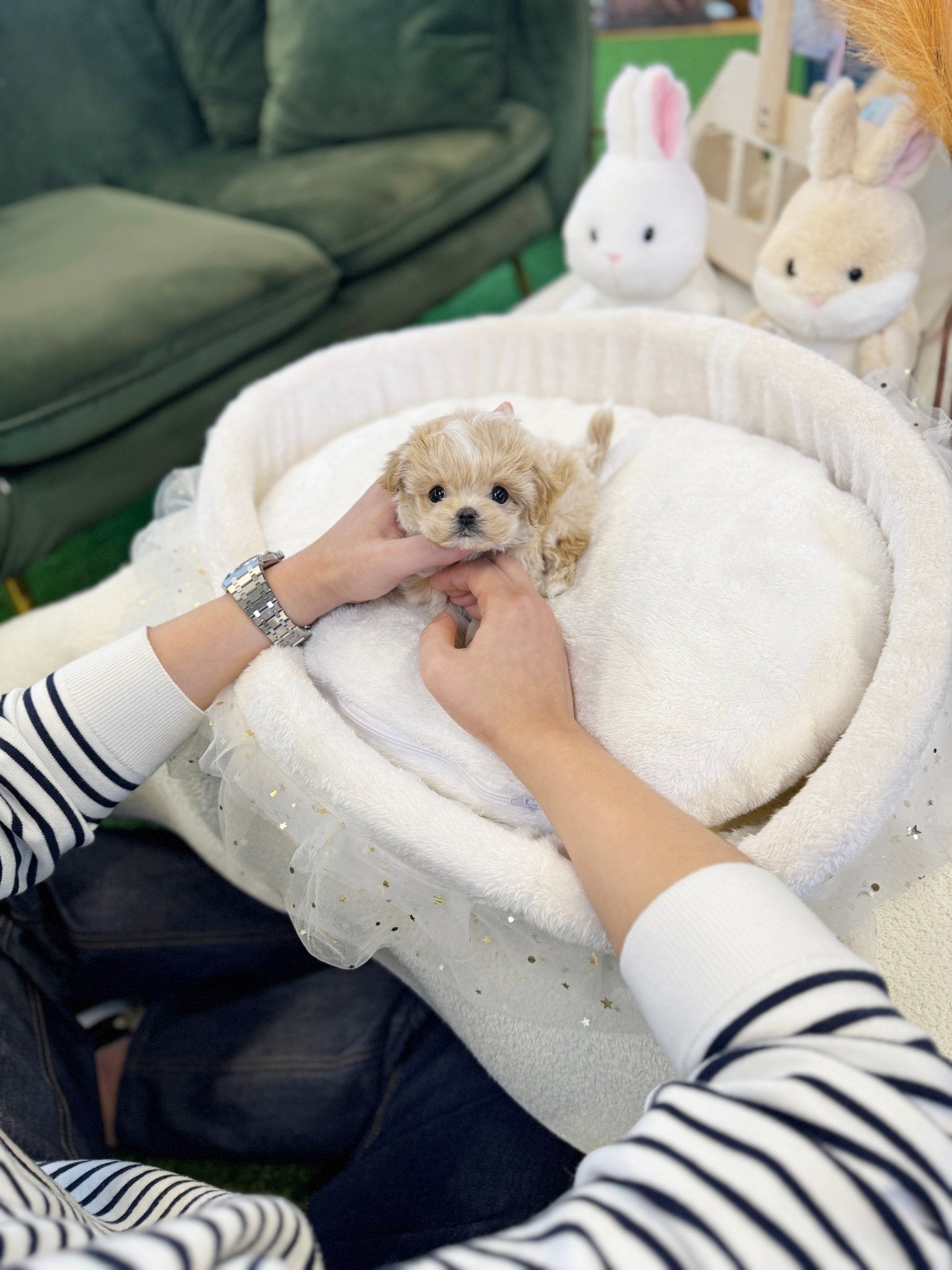 Maltipoo - Sammy(Female) - Beautiful puppy teacup puppy with adorable features available for adoption from Velydog