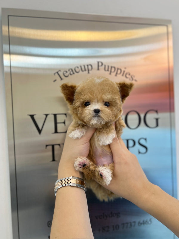 Maltipoo - Sangdi(Male) - Beautiful puppy teacup puppy with adorable features available for adoption from Velydog