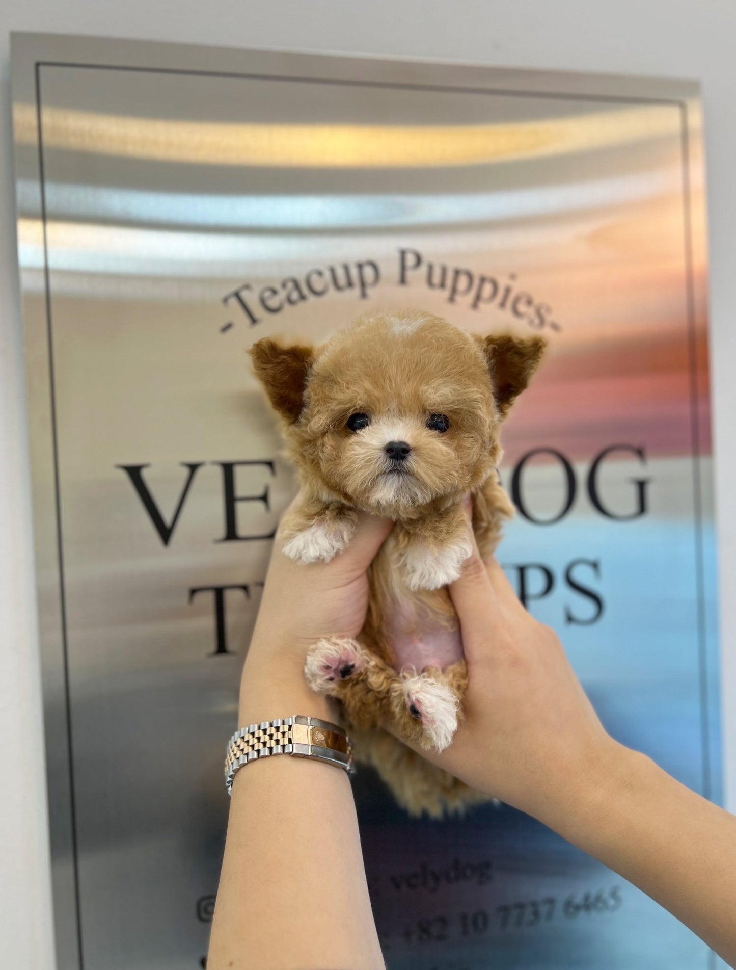 Maltipoo - Sangdi(Male) - Beautiful puppy teacup puppy with adorable features available for adoption from Velydog