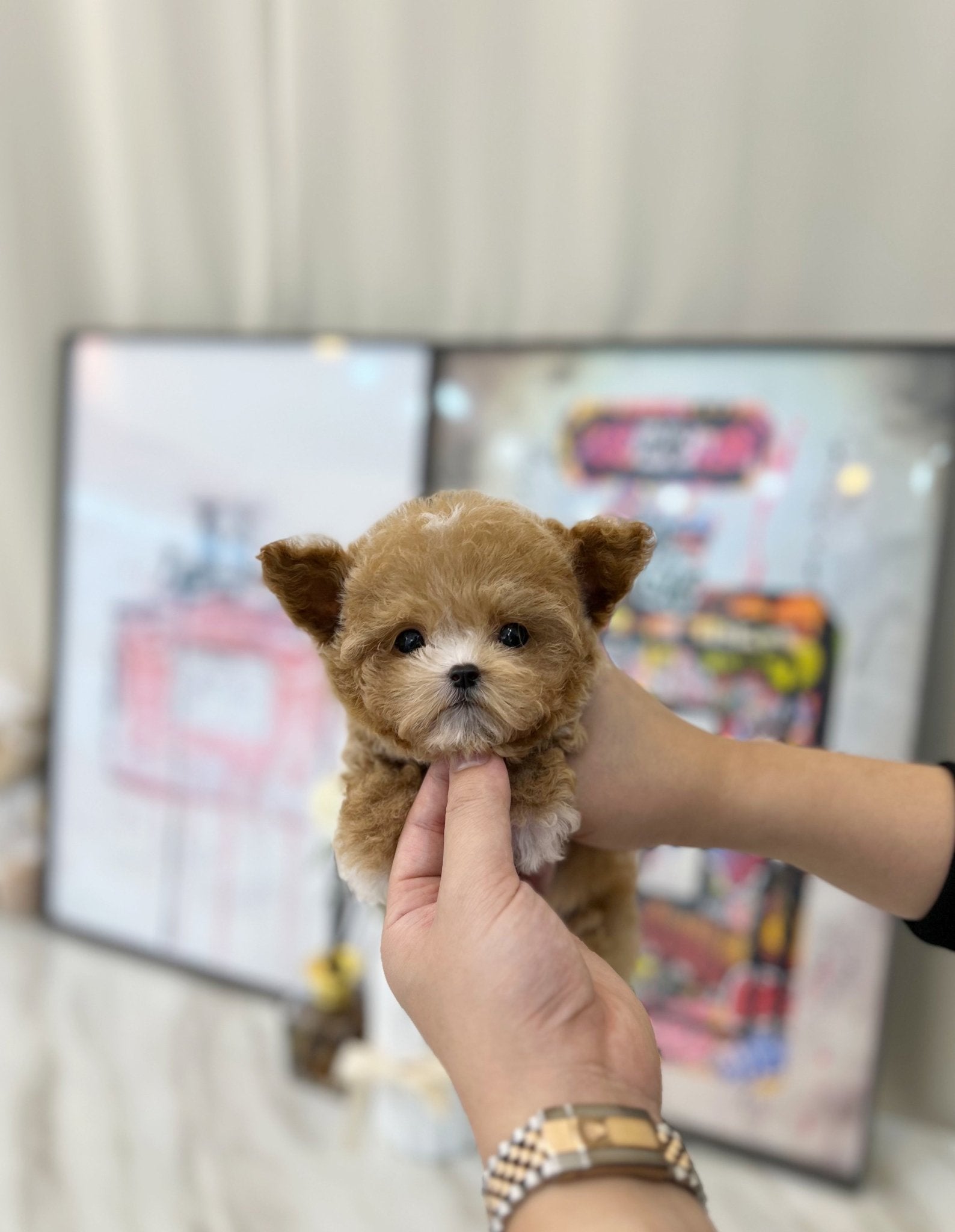 Maltipoo - Sangdi(Male) - Beautiful puppy teacup puppy with adorable features available for adoption from Velydog