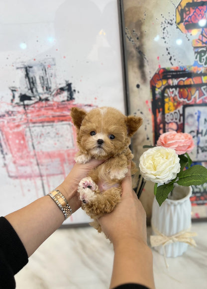 Maltipoo - Sangdi(Male) - Beautiful puppy teacup puppy with adorable features available for adoption from Velydog