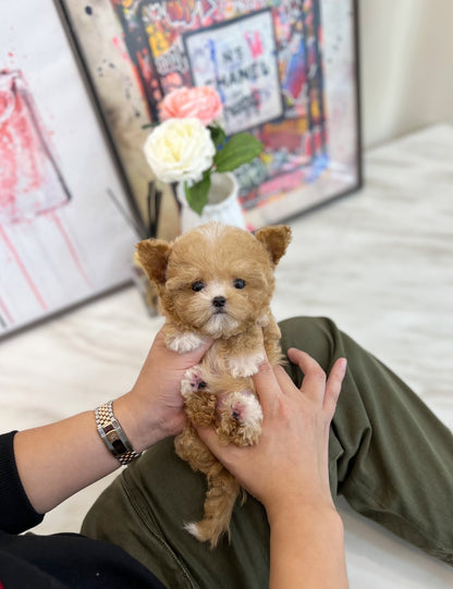 Maltipoo - Sangdi(Male) - Beautiful puppy teacup puppy with adorable features available for adoption from Velydog