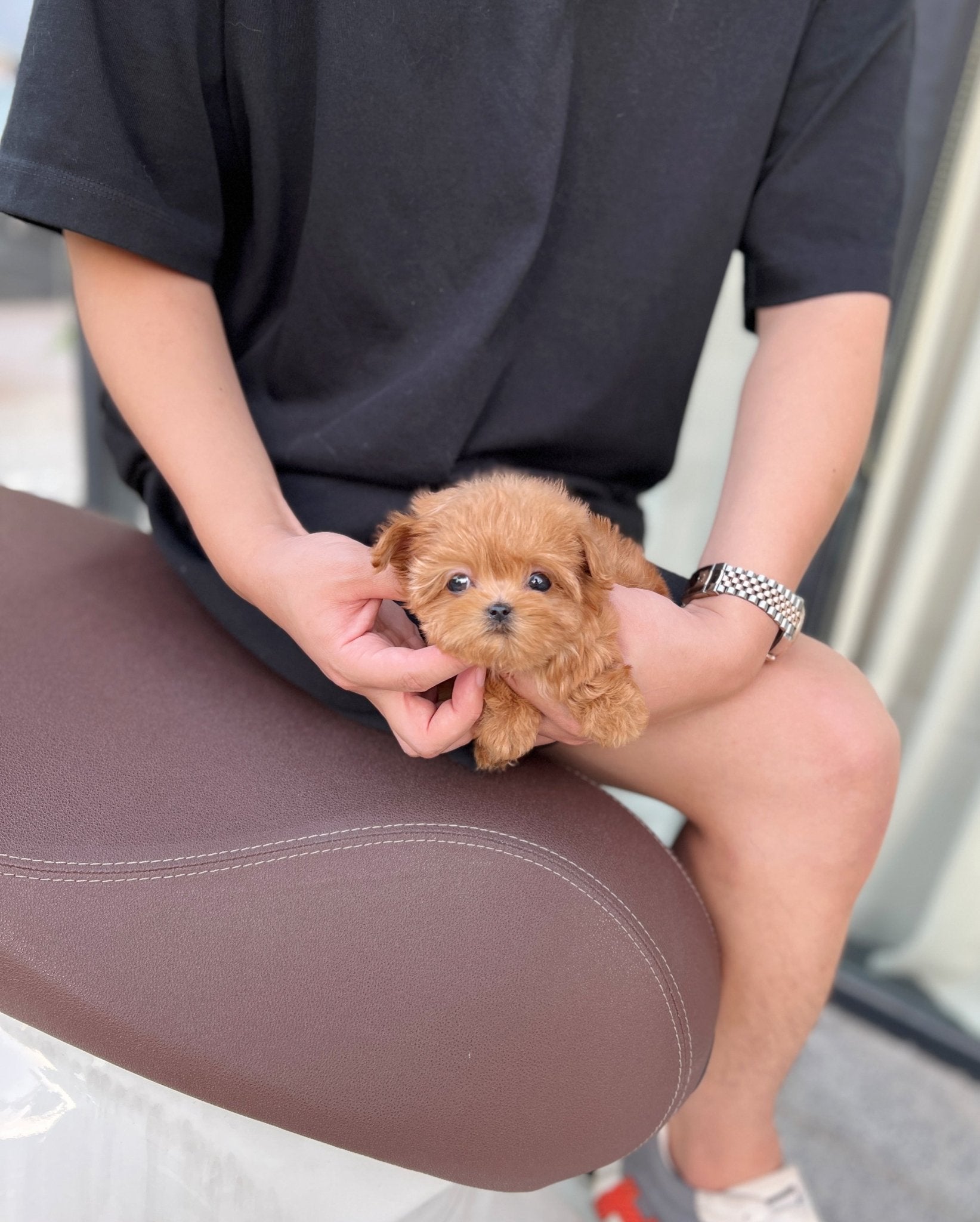 Maltipoo - Sarah(Female) - Beautiful puppy teacup puppy with adorable features available for adoption from Velydog